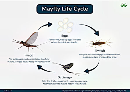 Graphic of Mayfly Life Cycle