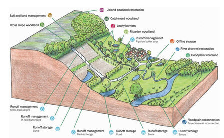 Graphic illustrating Natural Flood Management (NFM)