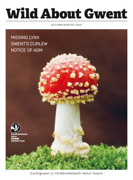 Wild About Gwent magazine cover with fly agaric