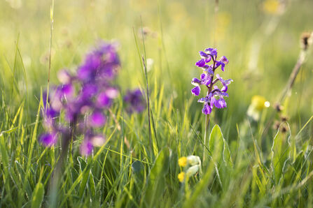 Green winged orchid