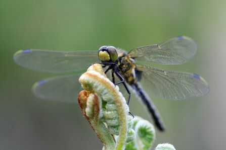 A white‑faced darter dragonfly is perched on the tip of a curling green plant stem, viewed head-on with transparent wings spread symmetrically. The dragonfly’s slender body is dark with bright blue and yellow markings, and its face is yellow 