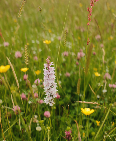 Close up of a common spotted orchid at Springdale farm