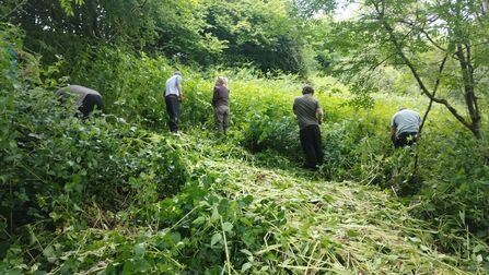 volunteers working together to pull Balsam 