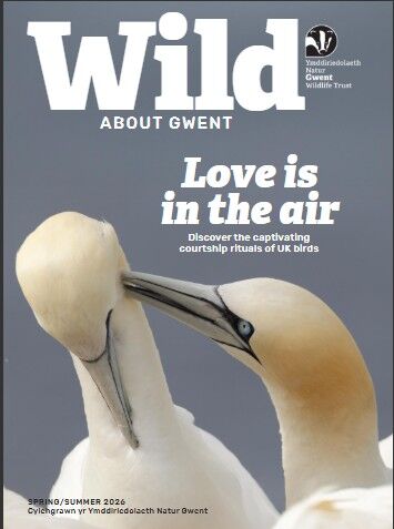 Cover of Spring 26 Wild About Gwent magazine showing a pair of gannets