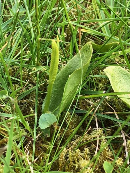 Photo oof Adder's Tongue Fern in garden lawn.