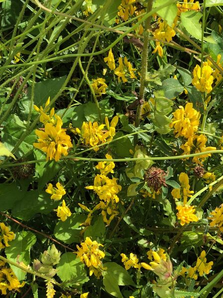 Photo of Dyer's Greenweed in front garden meadow