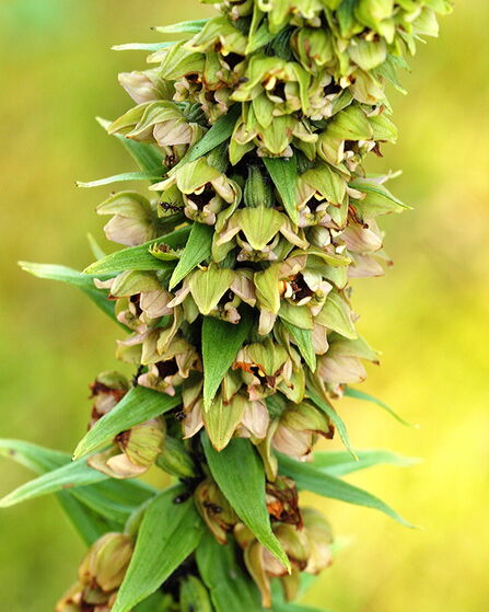 PPhoto of Broad-leaved Helleborine growing in front garden meadow