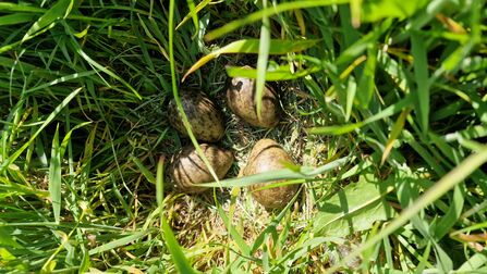 Curlew egg nest in green grass