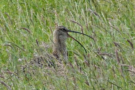 A curlew in tall grass