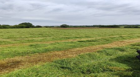 uncut patch on a green field