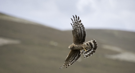 Hen Harrier - Mark Hamblin/2020VISION