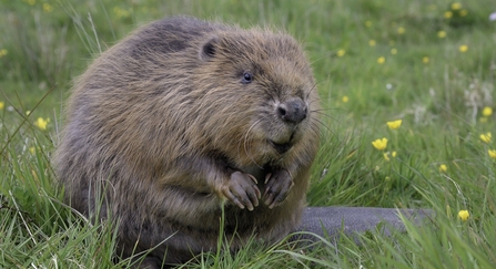 Beaver