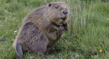 Beaver