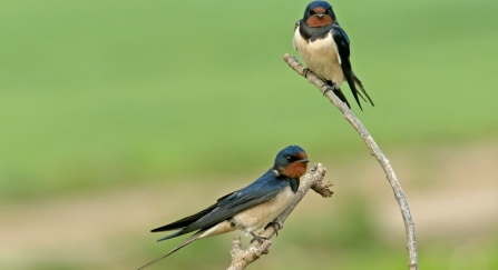 Swallows