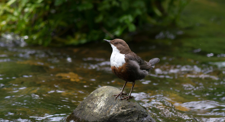 Dipper