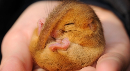 Dormouse by Amy Lewis