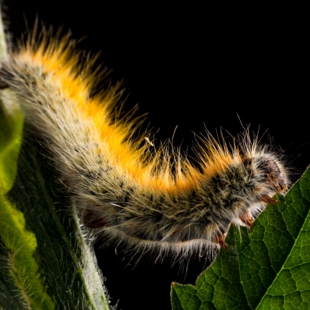 Grass eggar caterpillar by Ed Marshall