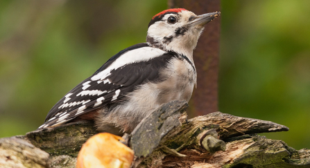 Greater Spotted Woodpecker