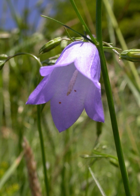 Harebell by Bruce Shortland