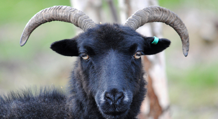 Hebridean sheep