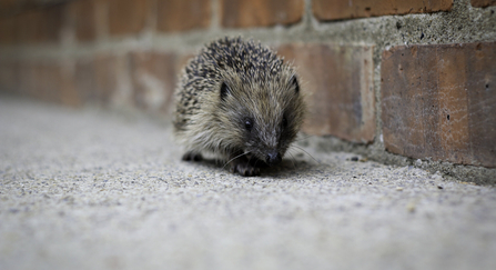 Hedgehog near wall
