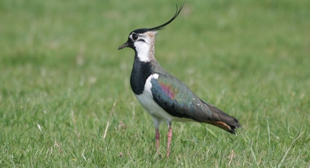 Lapwing