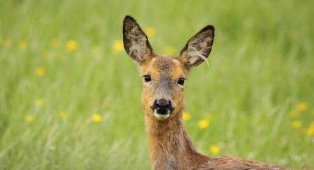 Roe Doe by Steve Davis