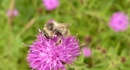 Shrill carder bee on flower