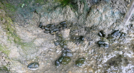 Water vole latrine