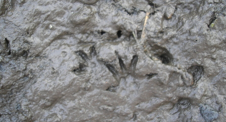 Water vole footprints