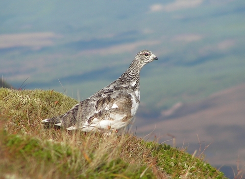 Ptarmigan