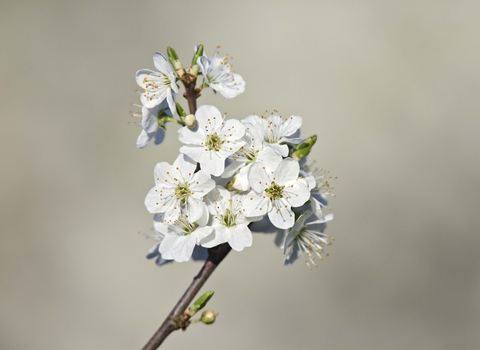 Blackthorn