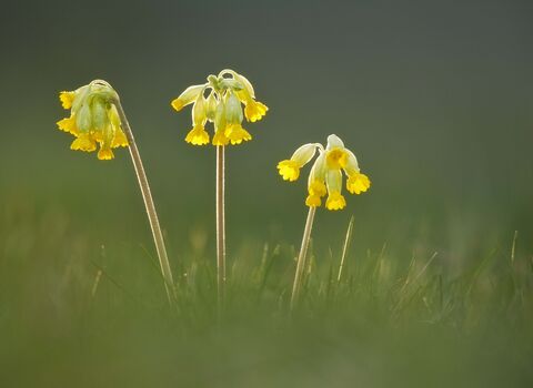 Cowslip