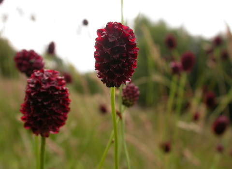 Great Burnet