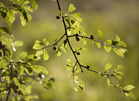 Blackthorn