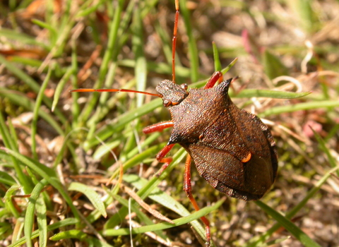 Spiked Shield Bug