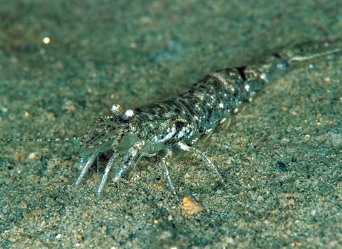 Brown shrimp