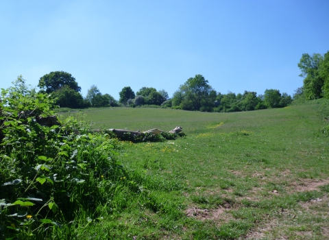 Allt-yr-Yn Local Nature Reserve