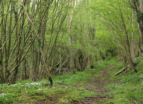 Croes Robert Wood SSSI