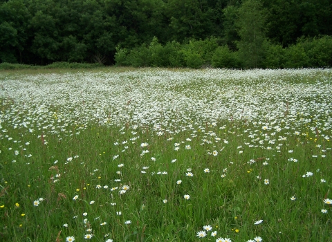 Lower Minnetts Field