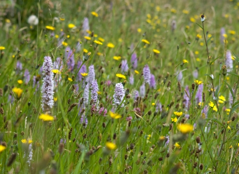 New Grove Meadows