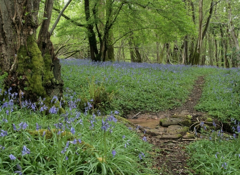 Prisk Wood SSSI