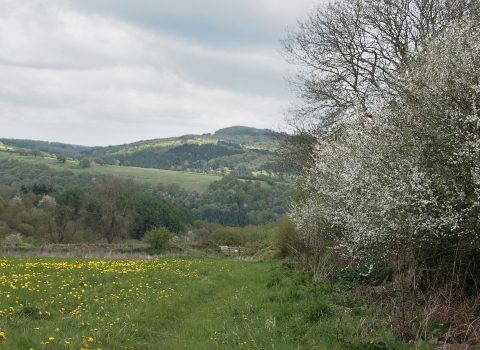 Wyeswood Common