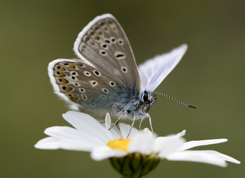 Common blue butterfly