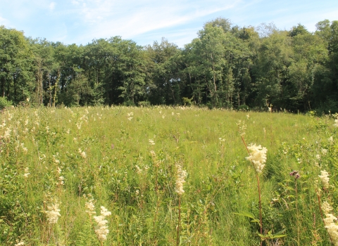 Henllys Bog meadow