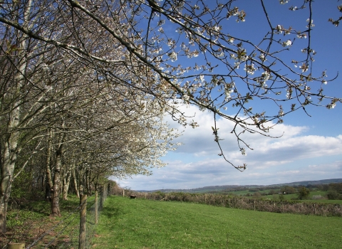 Kitty's Orchard trees in blossom