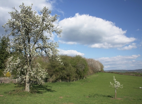 Kitty's Orchard grassland