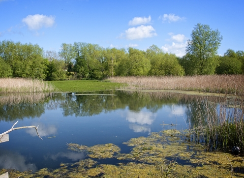 Magor Marsh and Barecroft Common