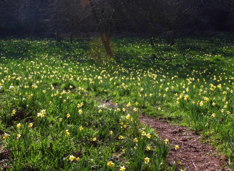 Margaret's Wood daffodils