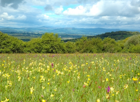 New Grove Meadows